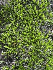 Grimmia pulvinata