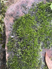 Grimmia pulvinata