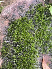 Grimmia pulvinata