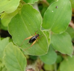 Trigonidium cicindeloides