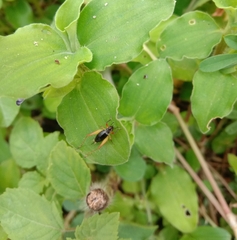 Trigonidium cicindeloides