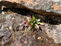 Micranthes petiolaris