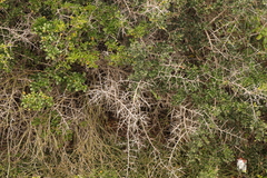 Searsia pterota