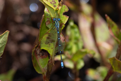 Austroagrion watsoni