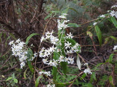 Olearia lirata