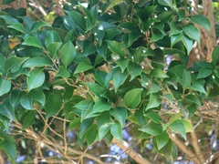 Syzygium euphlebium