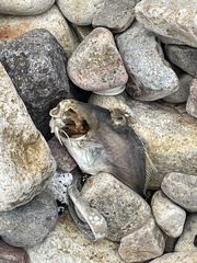 Trachinotus