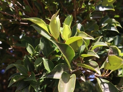 Syzygium euphlebium