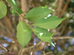 Syzygium euphlebium