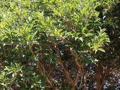 Syzygium euphlebium
