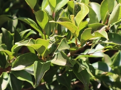 Syzygium euphlebium