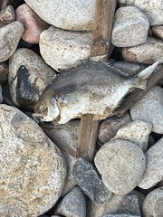 Trachinotus