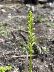 Microtis unifolia