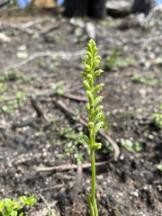Microtis unifolia