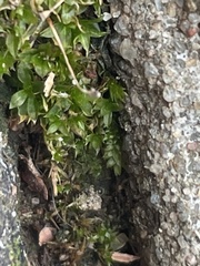 Hyophila involuta