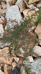 Magnoliopsida