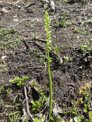 Microtis unifolia
