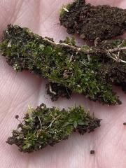 Hyophila involuta