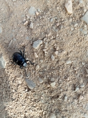 Timarcha goettingensis