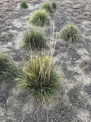 Psathyrostachys juncea