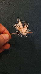 Akanthomyces aculeatus