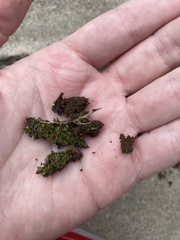 Hyophila involuta