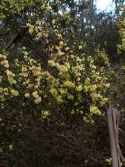 Acacia siculiformis