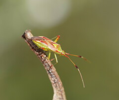 Pseudopantilius australis