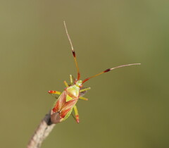 Pseudopantilius australis