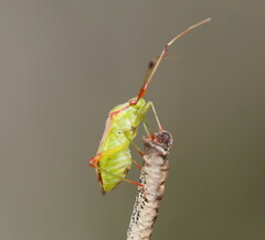 Pseudopantilius australis