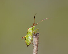 Pseudopantilius australis