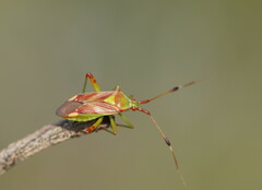 Red and Green Mirid Bug