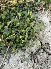 Halerpestes cymbalaria