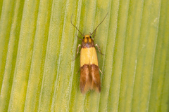 Stathmopoda callichrysa