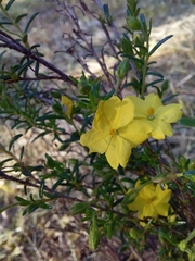 Hibbertia glebosa