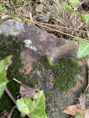 Grimmia pulvinata