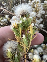 Symphyotrichum ciliatum
