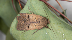 Proteuxoa hypochalchis