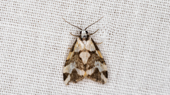 Thallarcha staurocola