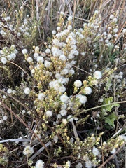 Symphyotrichum ciliatum