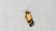 Olbonoma triptycha