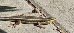 Trachylepis quinquetaeniata