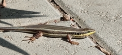 Trachylepis quinquetaeniata