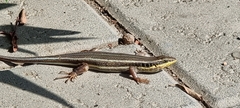 Trachylepis quinquetaeniata