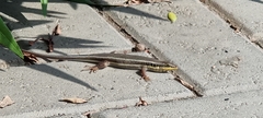 Trachylepis quinquetaeniata