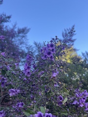 Prostanthera