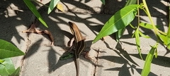 Trachylepis quinquetaeniata