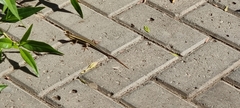 Trachylepis quinquetaeniata