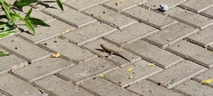 Trachylepis quinquetaeniata