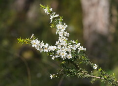 Leptospermum continentale